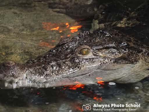 Melbourne Zoo Wildlife Photography Course